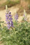 Silky Lupine blossoms & foliage