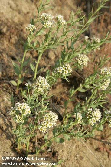 Comandra umbellata