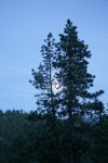 Moon shining through Ponderosa Pines at dusk