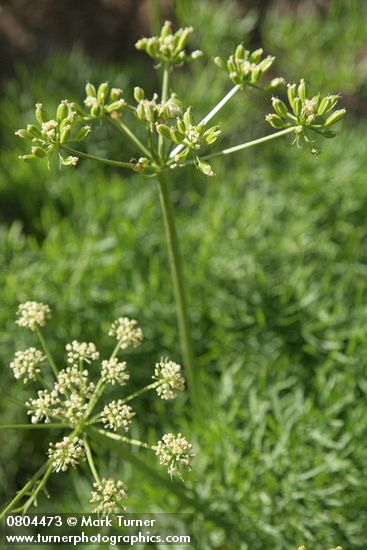 Lomatium suksdorfii