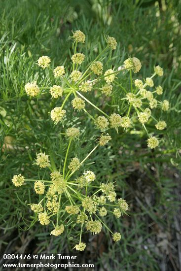 Lomatium suksdorfii