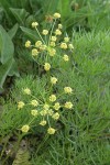 Suksdorf's Desert Parsley