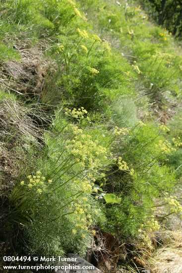 Lomatium suksdorfii