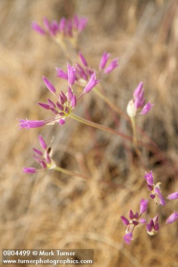 Allium acuminatum