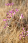 Tapertip Onion blossoms