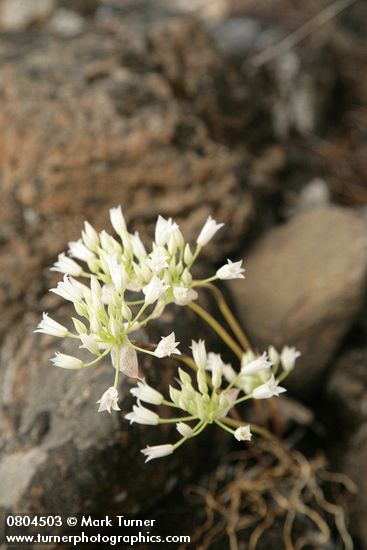 Allium acuminatum