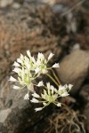 Tapertip Onion blossoms (white form)