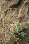 Barrett's Penstemon on basalt cliff