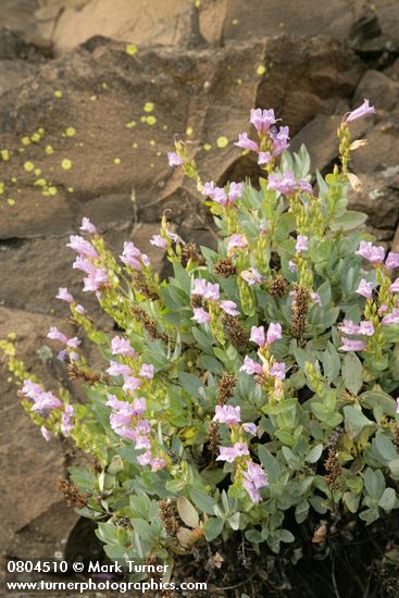 Penstemon barrettiae