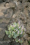 Barrett's Penstemon on basalt cliff