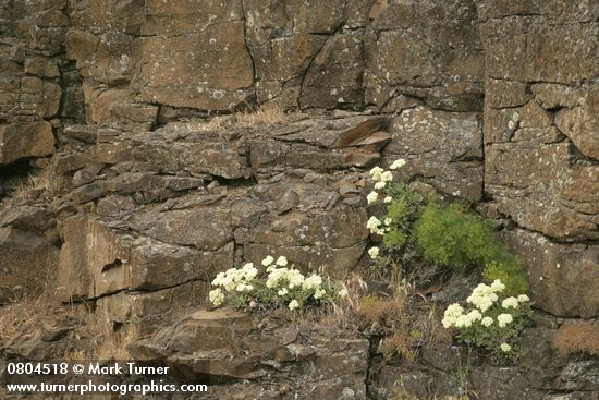 Eriogonum compositum