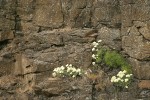 Heartleaf Buckwheat on basalt cliff