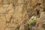 Heartleaf Buckwheat & Barrett's Penstemon on basalt cliff