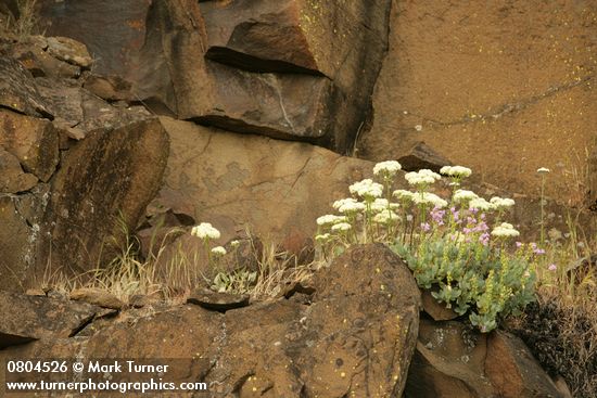 Eriogonum compositum; Penstemon barretiae