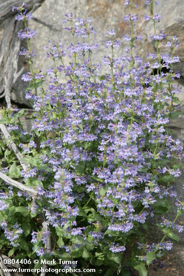 Penstemon pruinosus