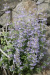 Chelan Penstemon