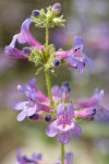 Chelan Penstemon blossoms detail