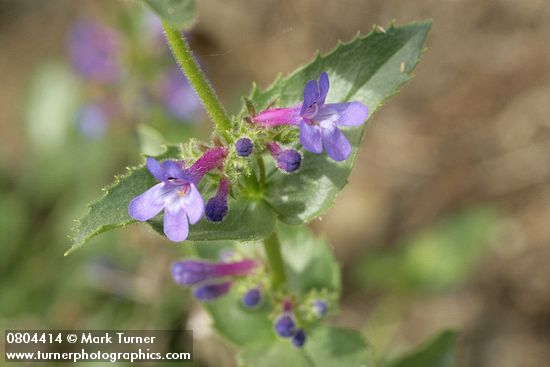 Penstemon pruinosus