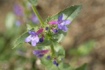 Chelan Penstemon blossoms & foliage detail