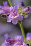 Chelan Penstemon blossom detail