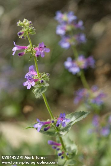 Penstemon pruinosus