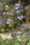 Chelan Penstemon