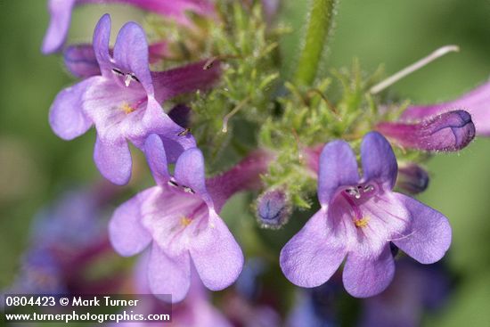 Penstemon pruinosus