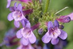 Chelan Penstemon blossoms detail