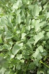 Chelan Penstemon basal foliage