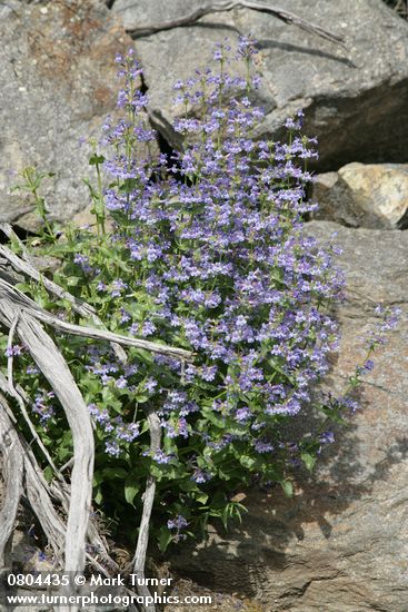 Penstemon pruinosus; Artemisia tridentata