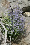 Chelan Penstemon