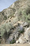 Chelan Penstemon among rocks w/ Big Sagebrush
