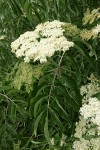 Blue Elderberry blossoms & foliage