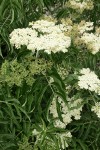 Blue Elderberry blossoms & foliage