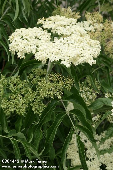 Sambucus nigra ssp. cerulea