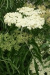 Blue Elderberry blossoms & foliage