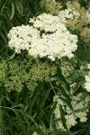 Blue Elderberry blossoms & foliage