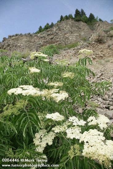 Sambucus nigra ssp. cerulea