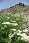 Blue Elderberry at base of rocky hillside