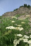 Blue Elderberry at base of rocky hillside