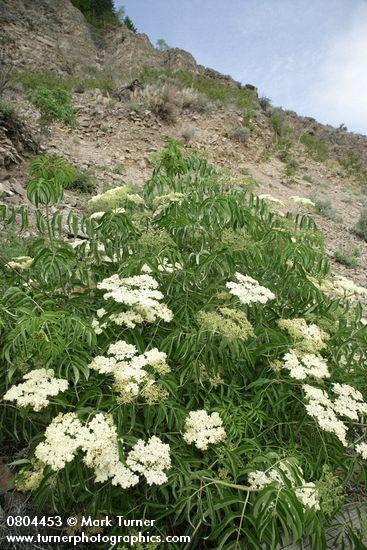 Sambucus nigra ssp. cerulea