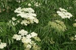 Blue Elderberry blossoms & foliage