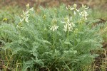 Blue Mountain Milkvetch
