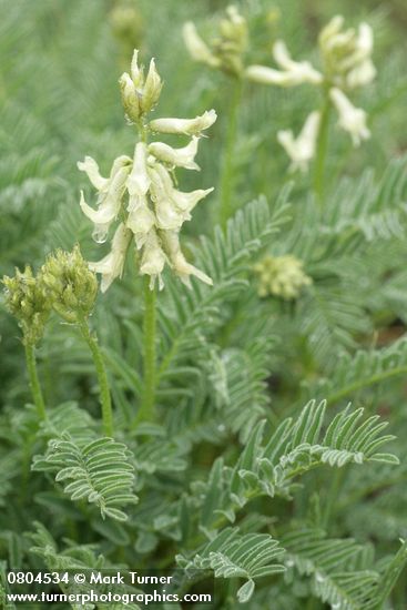 Astragalus reventus