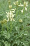 Blue Mountain Milkvetch