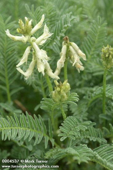 Astragalus reventus