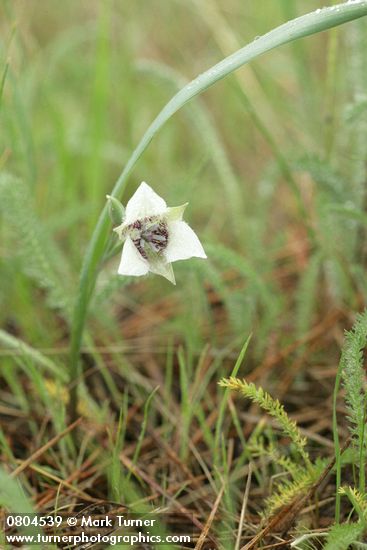 Calochortus elegans