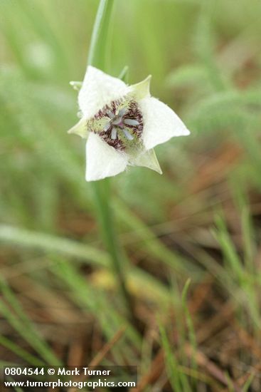 Calochortus elegans