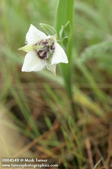 Calochortus elegans