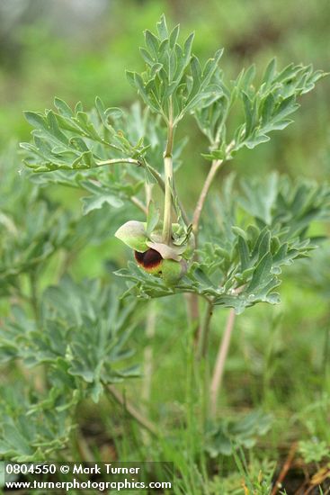 Paeonia brownii